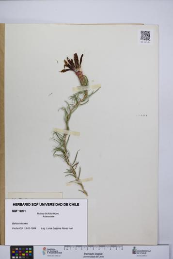 Mutisia ilicifolia [Espécimen: UCH:SQF:0019201]