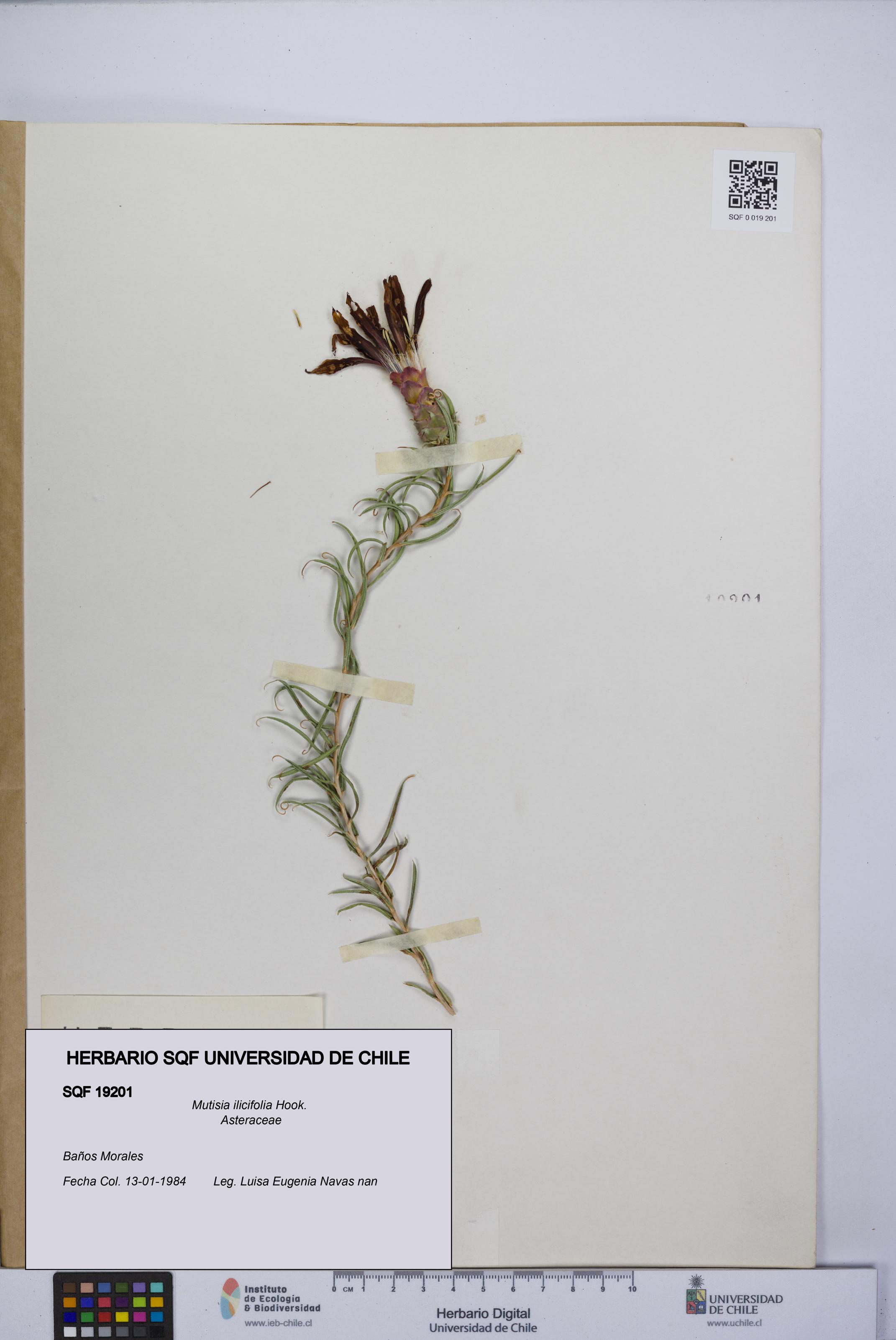 Mutisia ilicifolia [Espécimen: UCH:SQF:0019201]