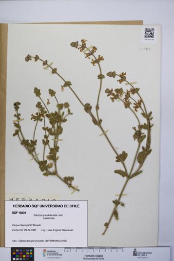Stachys grandidentata [Espécimen: UCH:SQF:0019204]