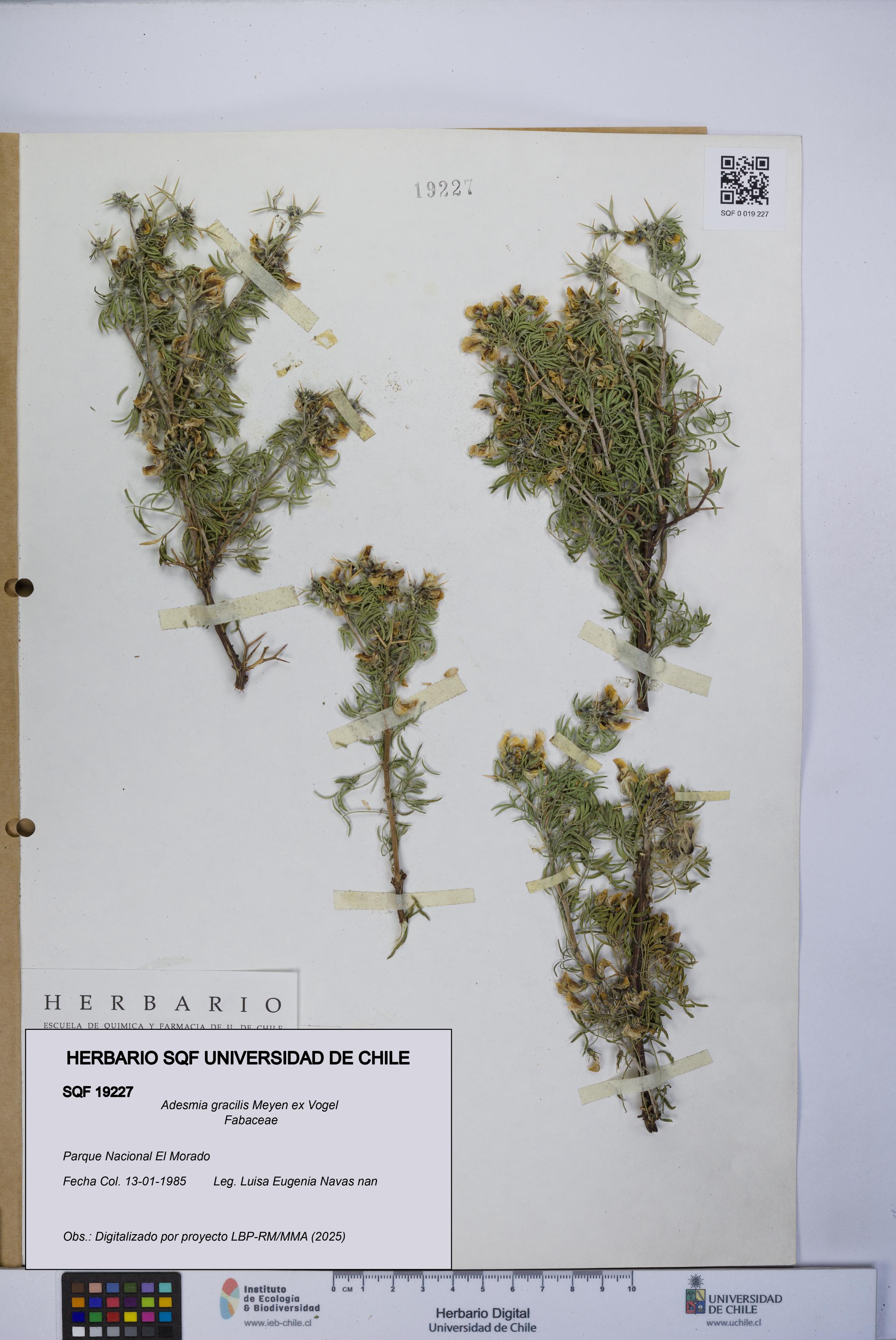 Adesmia gracilis [Espécimen: UCH:SQF:0019227]