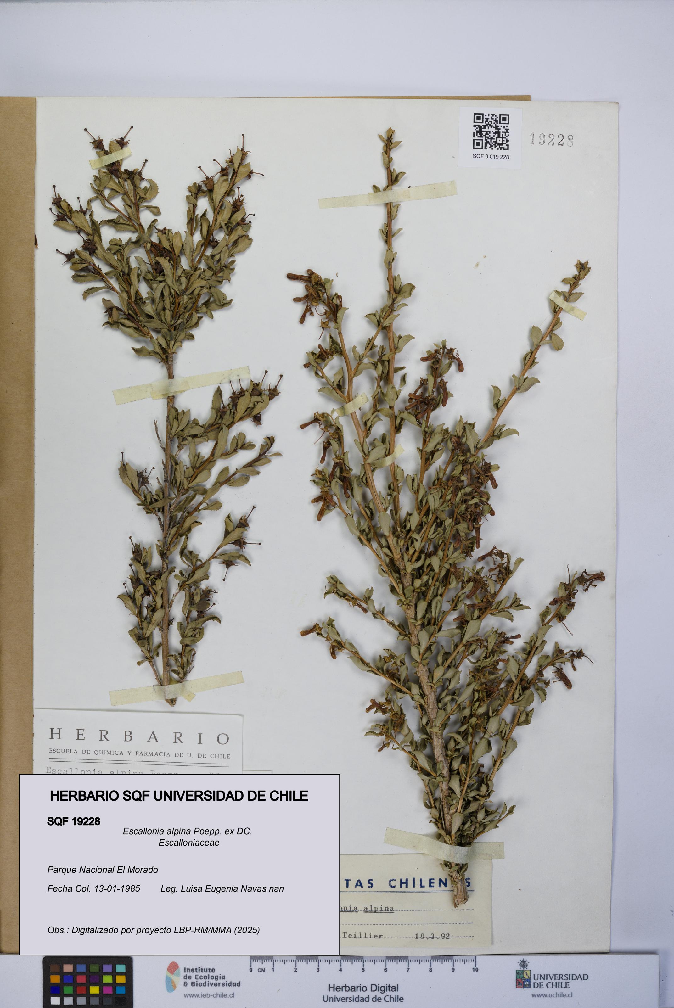 Escallonia alpina [Espécimen: UCH:SQF:0019228]