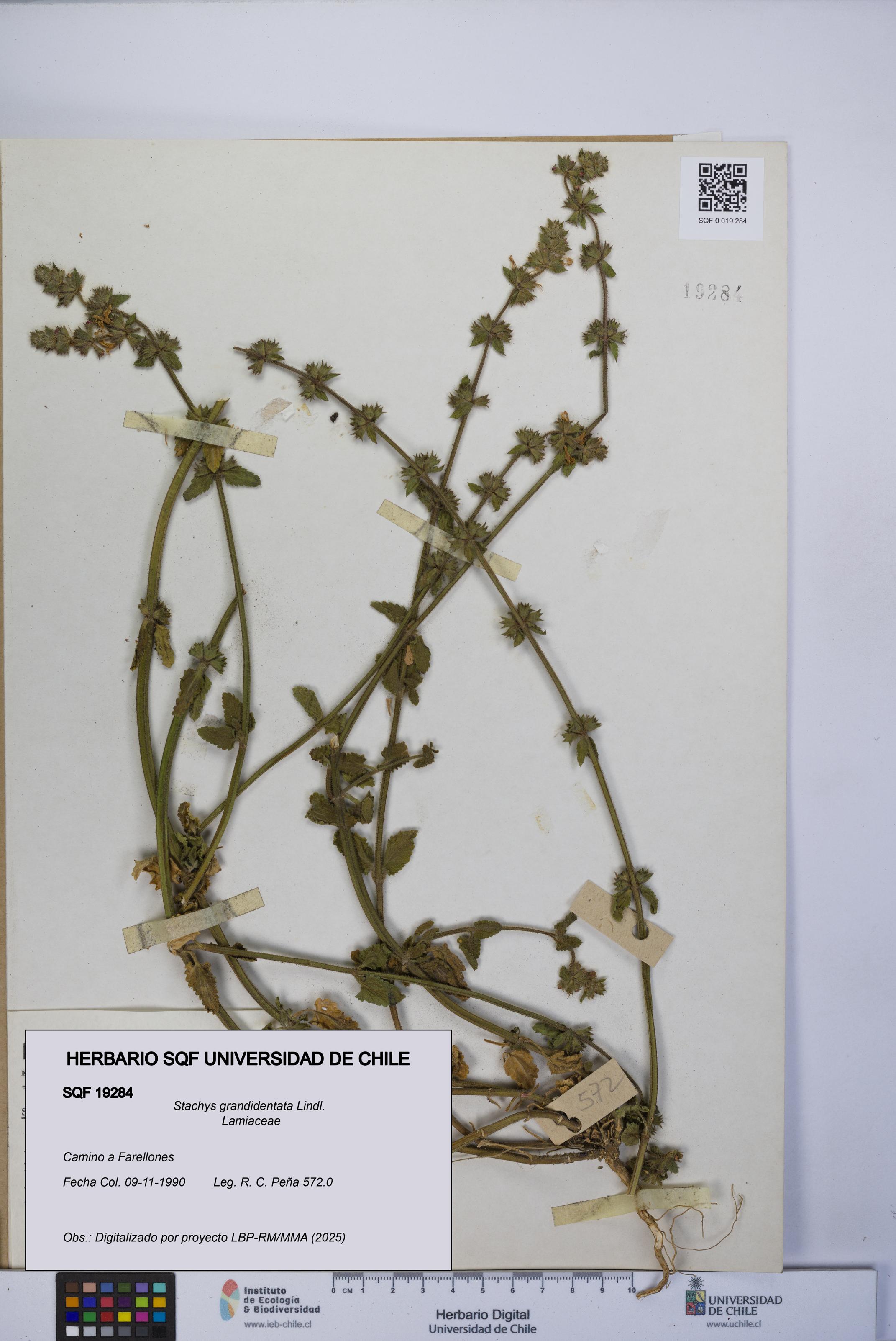 Stachys grandidentata [Espécimen: UCH:SQF:0019284]