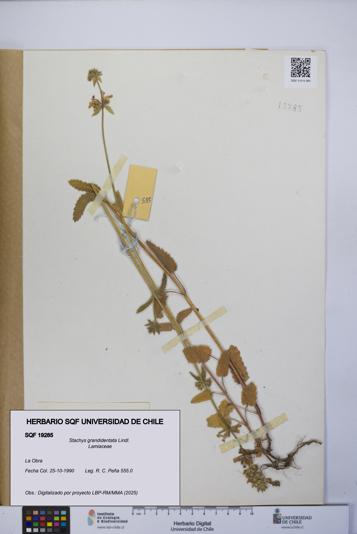 Stachys grandidentata [Espécimen: UCH:SQF:0019285]