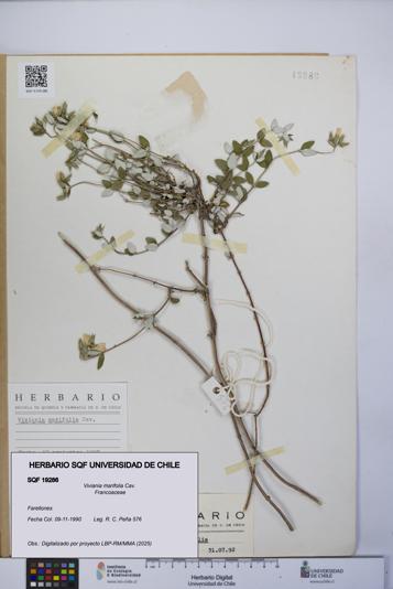 Viviania marifolia [Espécimen: UCH:SQF:0019286]