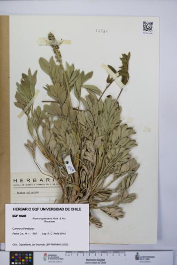 Acaena splendens [Espécimen: UCH:SQF:0019288]