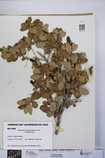 Escallonia myrtoidea [Espécimen: UCH:SQF:0019325]