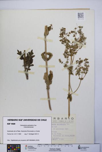 Calceolaria petioalaris [Espécimen: UCH:SQF:0019328]