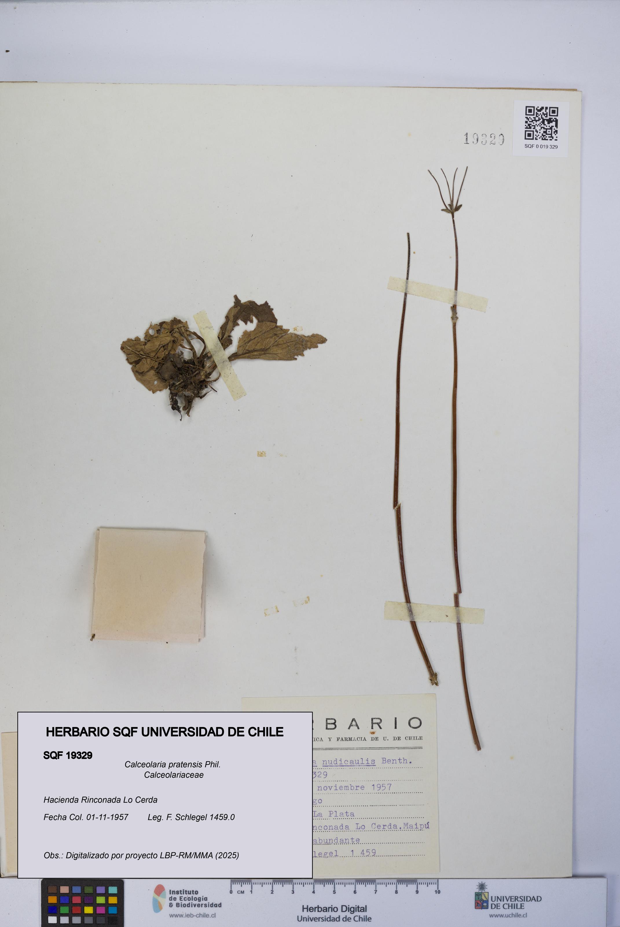 Calceolaria pratensis [Espécimen: UCH:SQF:0019329]