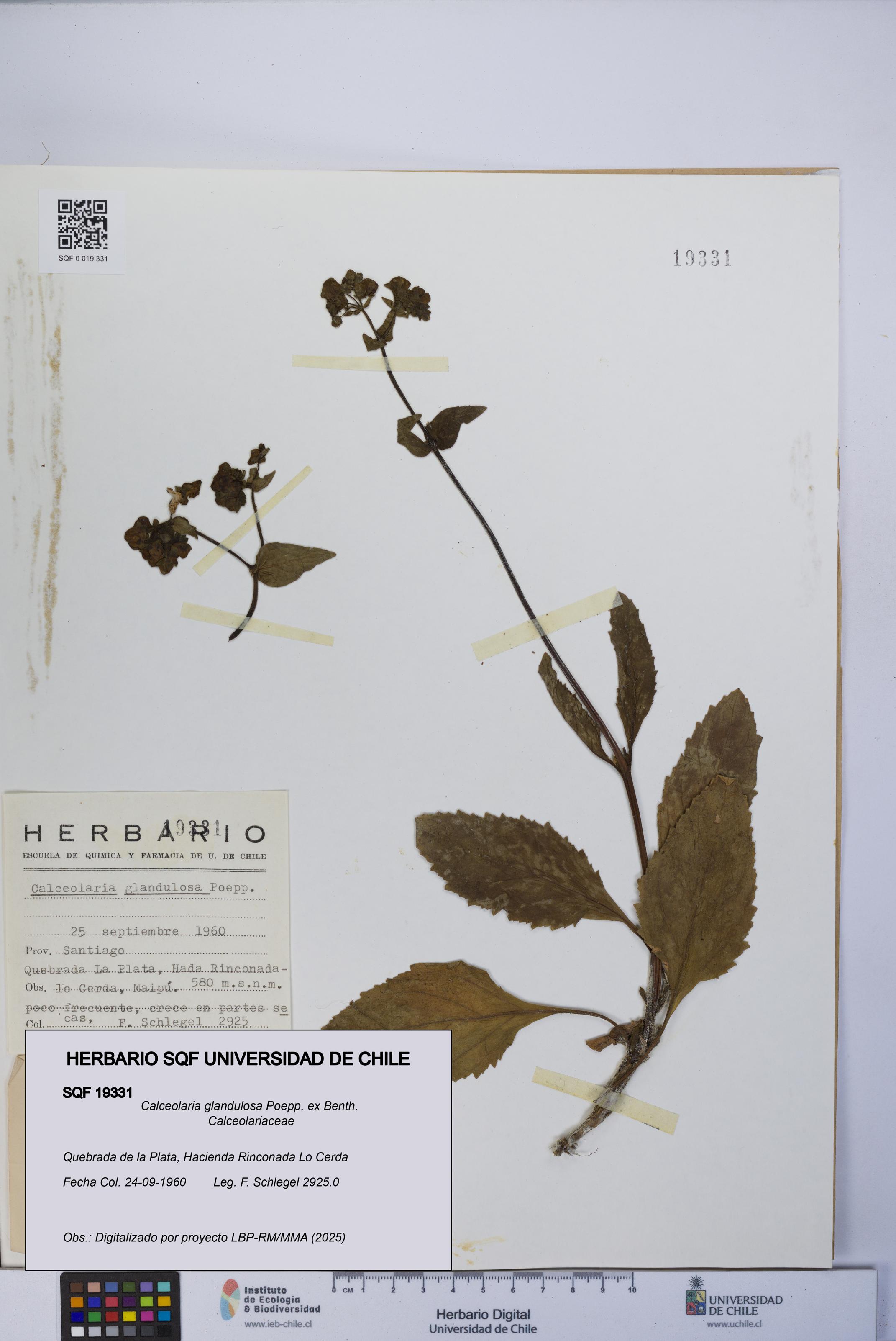 Calceolaria glandulosa [Espécimen: UCH:SQF:0019331]