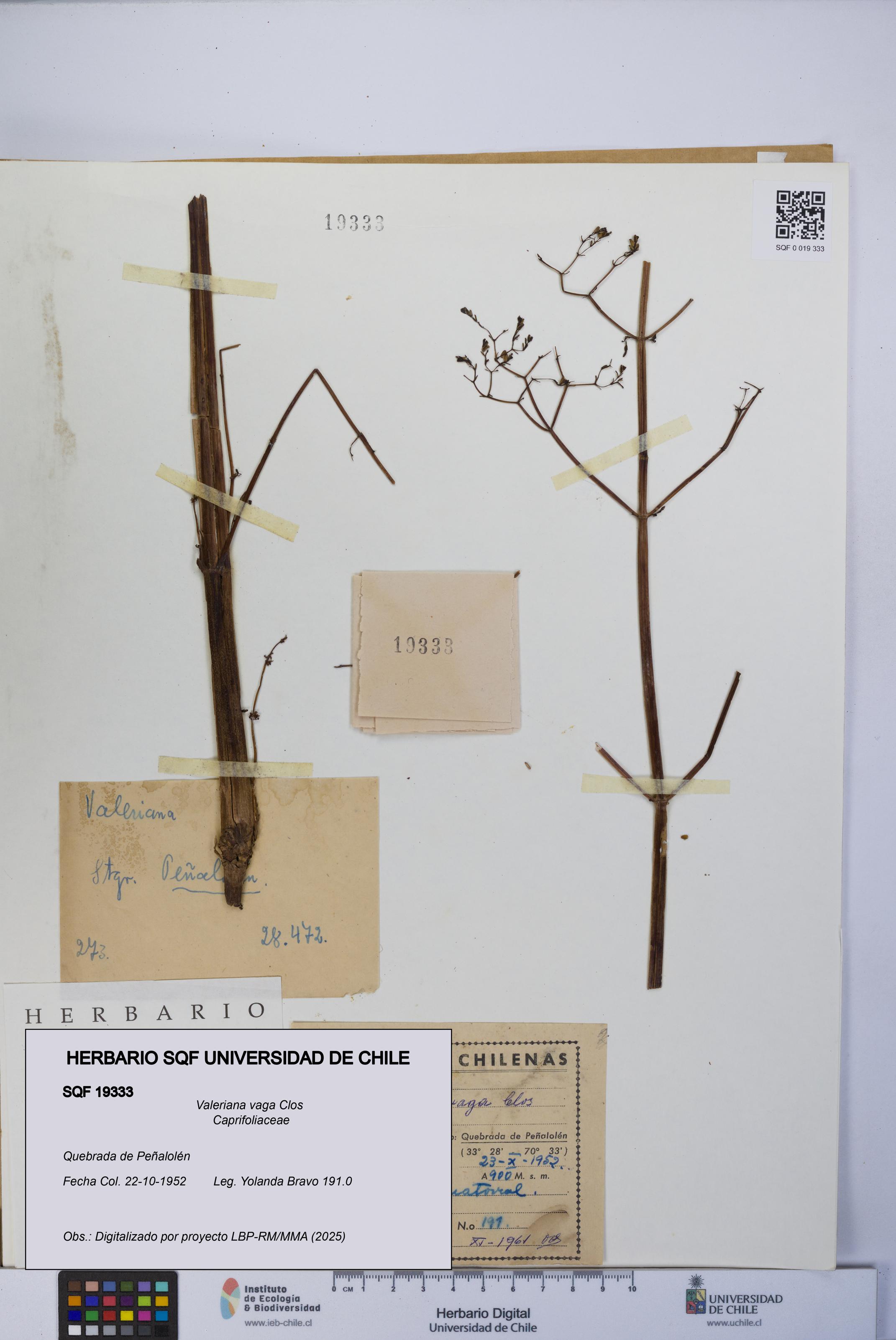 Valeriana vaga [Espécimen: UCH:SQF:0019333]