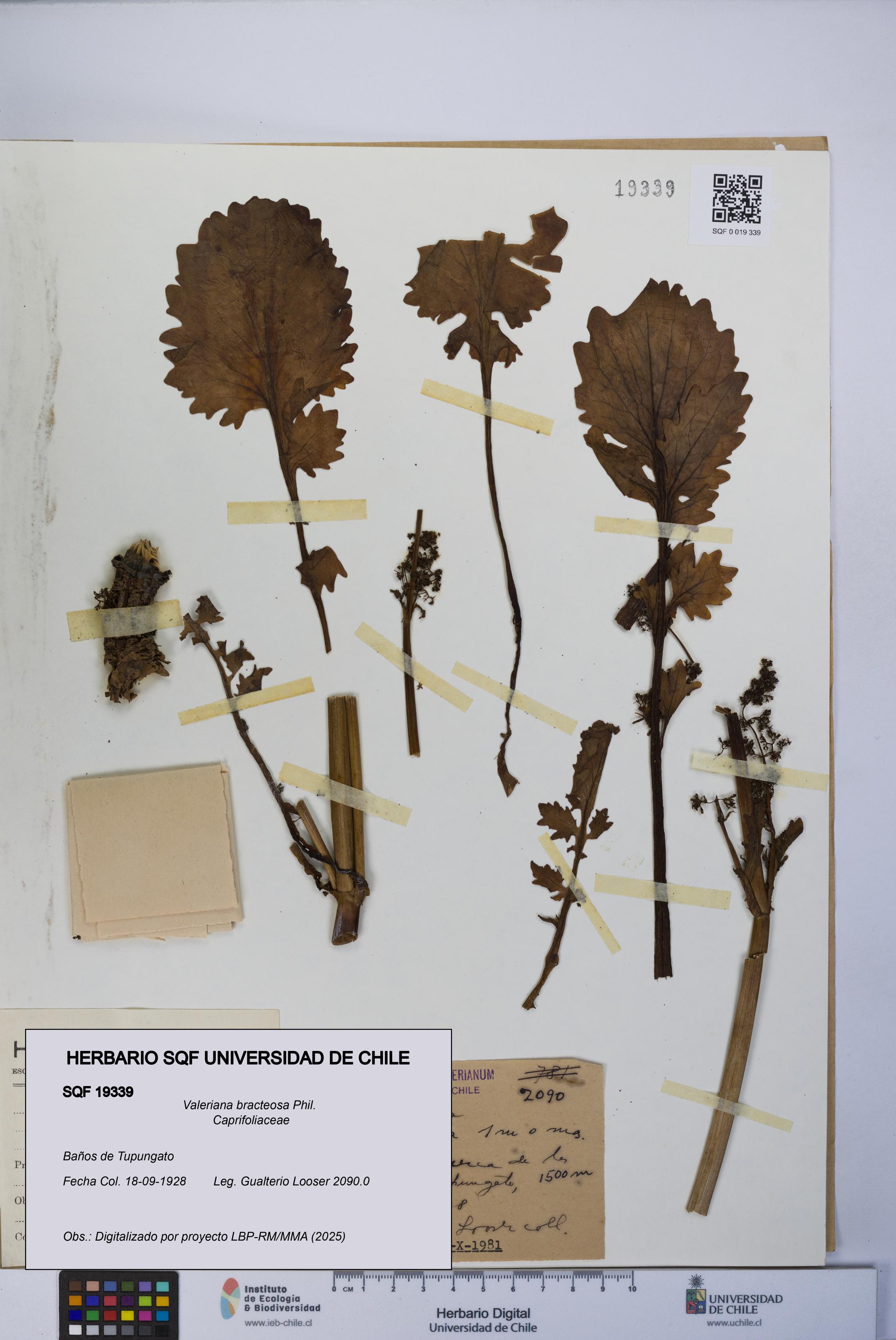 Valeriana bracteosa [Espécimen: UCH:SQF:0019339]