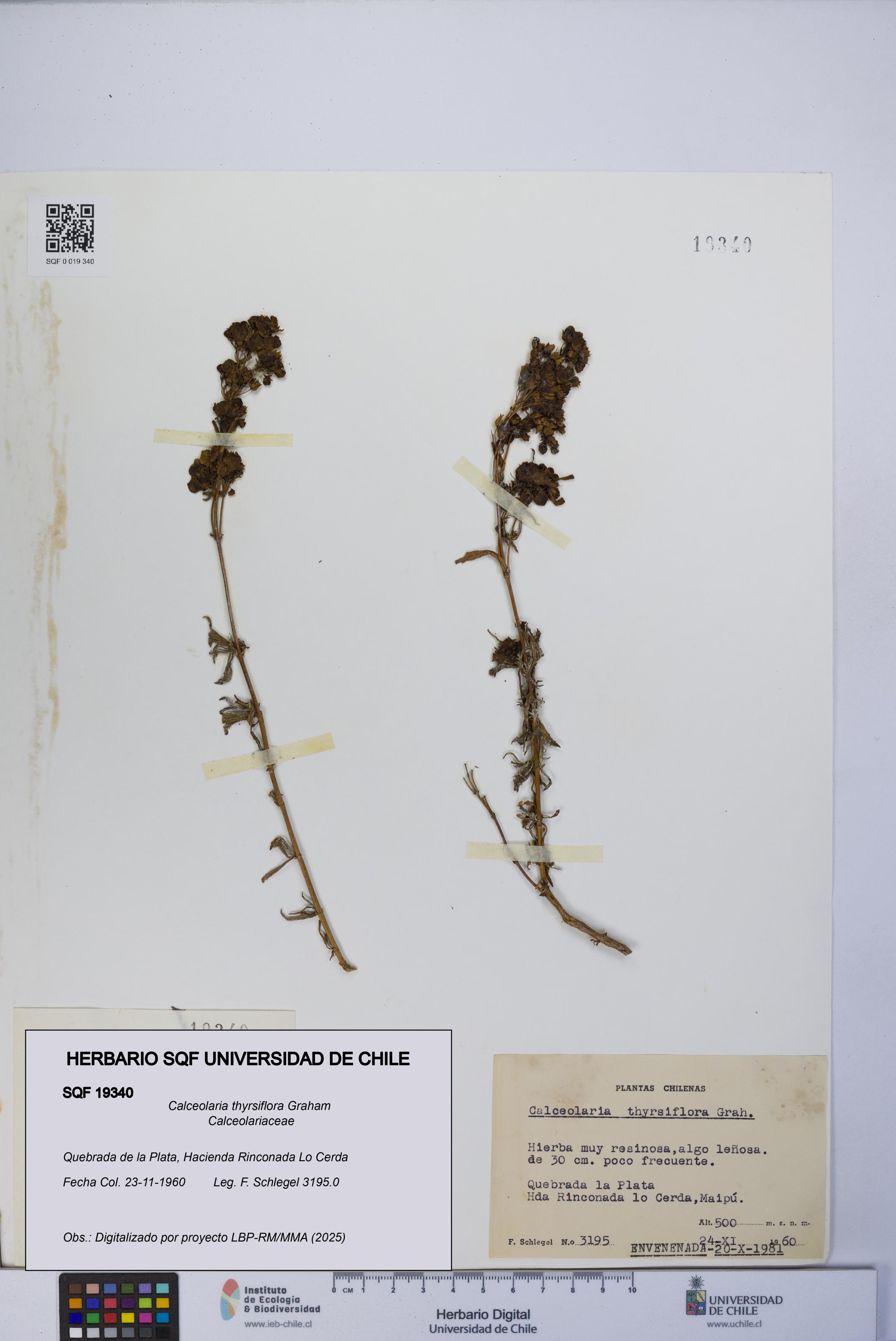 Calceolaria thyrsiflora [Espécimen: UCH:SQF:0019340]