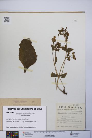 Calceolaria corymbosa [Espécimen: UCH:SQF:0019341]