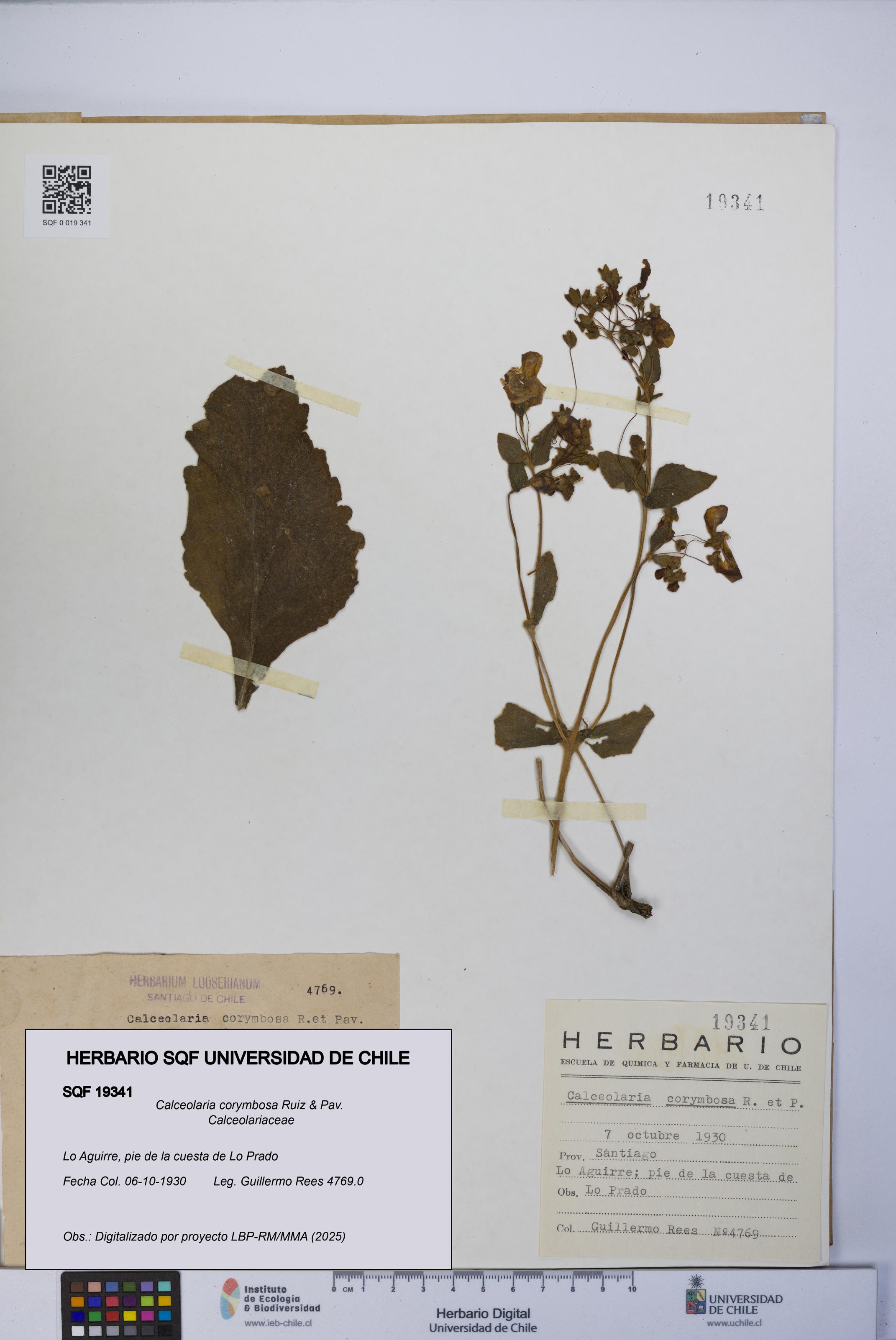 Calceolaria corymbosa [Espécimen: UCH:SQF:0019341]