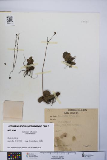 Calceolaria biflora [Espécimen: UCH:SQF:0019342]