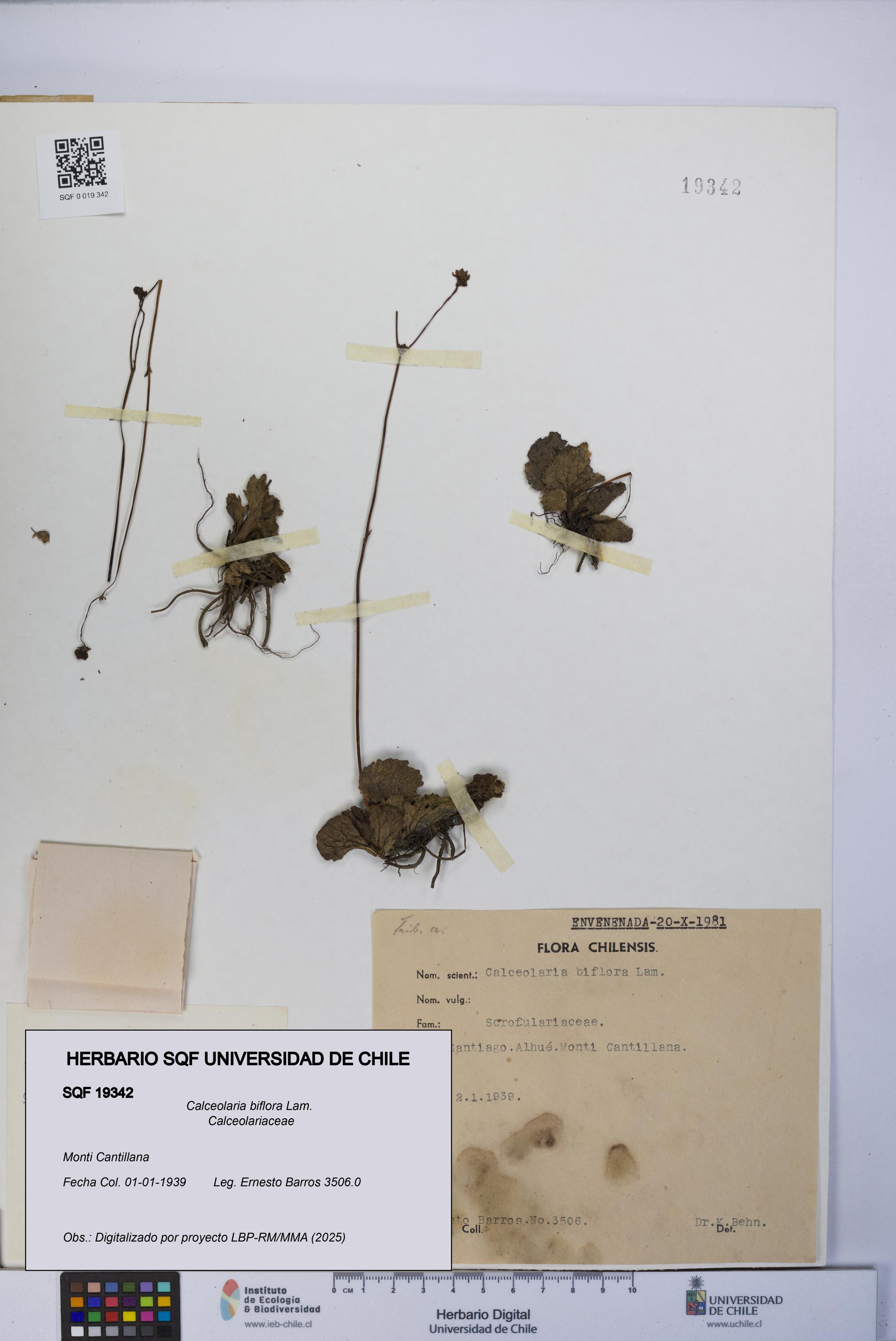 Calceolaria biflora [Espécimen: UCH:SQF:0019342]