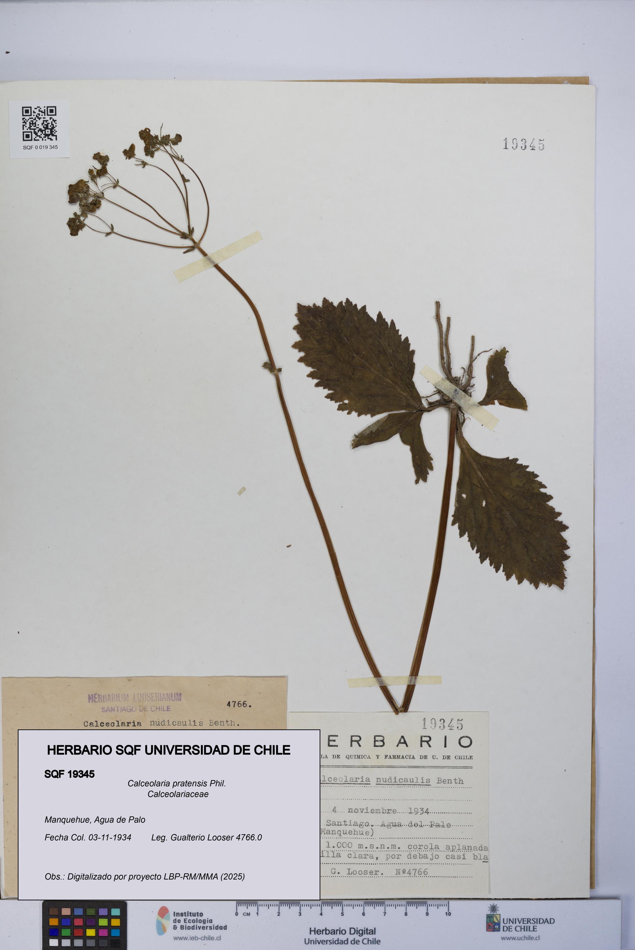 Calceolaria pratensis [Espécimen: UCH:SQF:0019345]