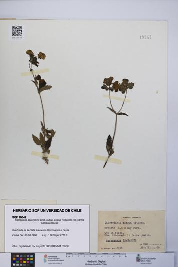 Calceolaria ascendens [Espécimen: UCH:SQF:0019347]