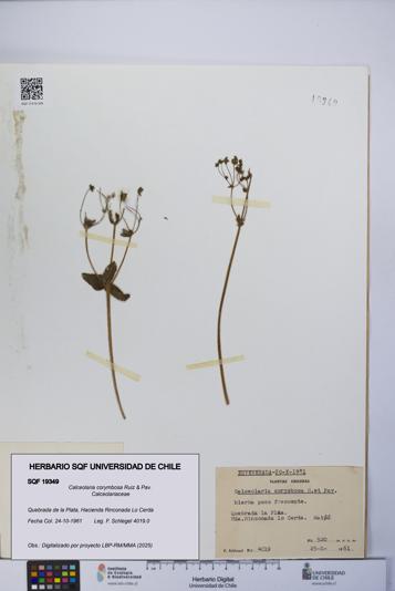 Calceolaria corymbosa [Espécimen: UCH:SQF:0019349]