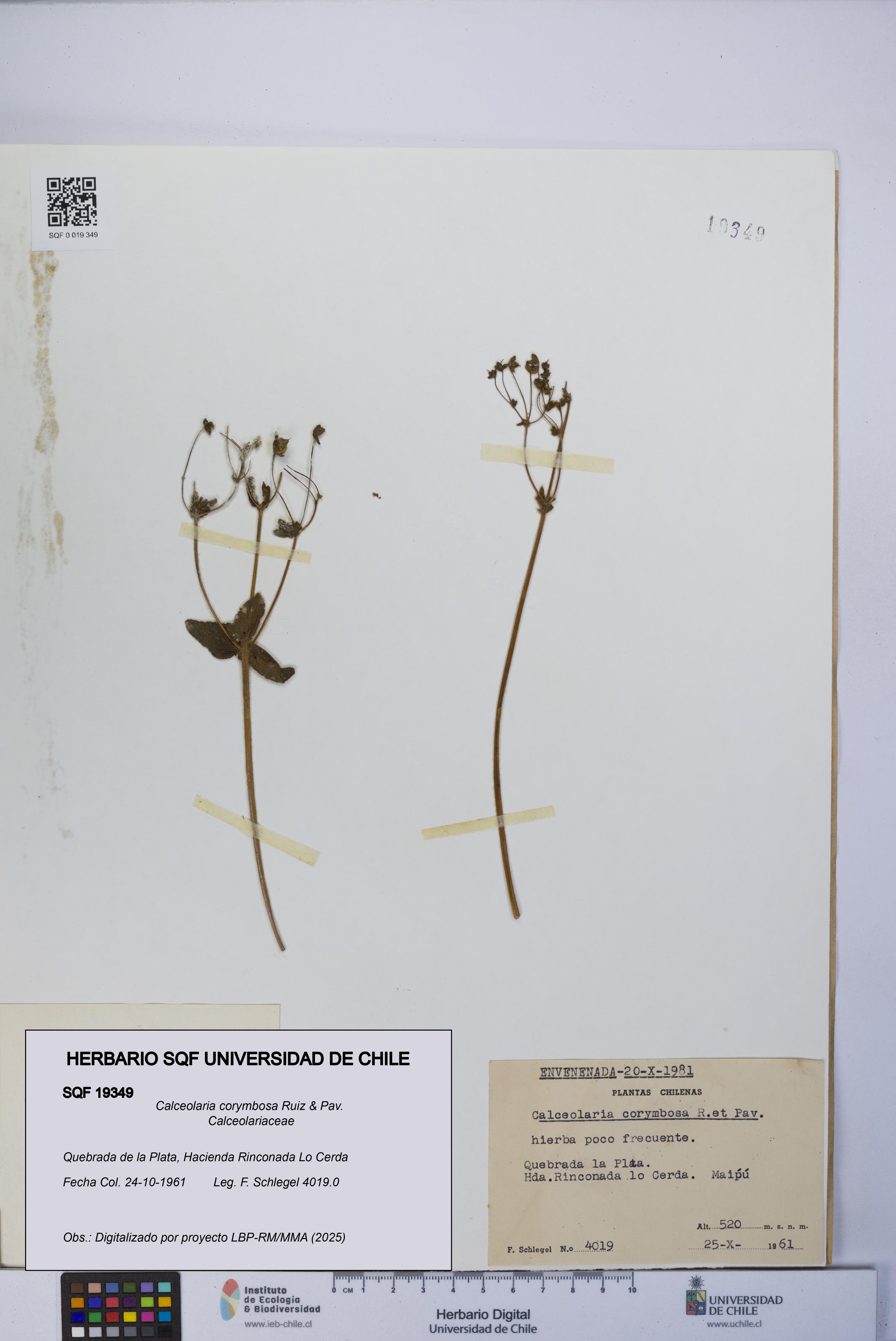 Calceolaria corymbosa [Espécimen: UCH:SQF:0019349]