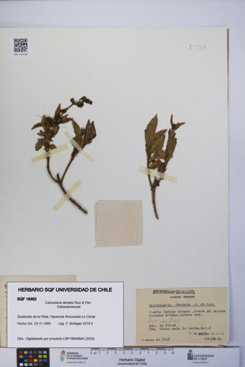 Calceolaria dentata [Espécimen: UCH:SQF:0019352]