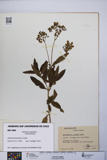 Calceolaria integrifolia [Espécimen: UCH:SQF:0019354]