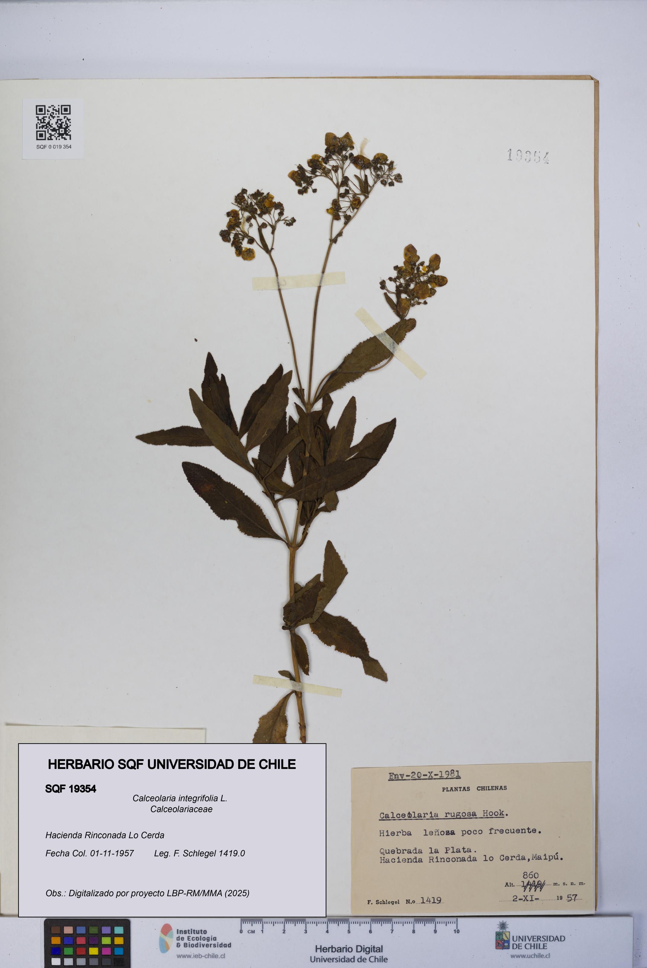 Calceolaria integrifolia [Espécimen: UCH:SQF:0019354]