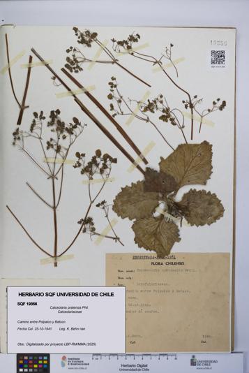 Calceolaria pratensis [Espécimen: UCH:SQF:0019356]