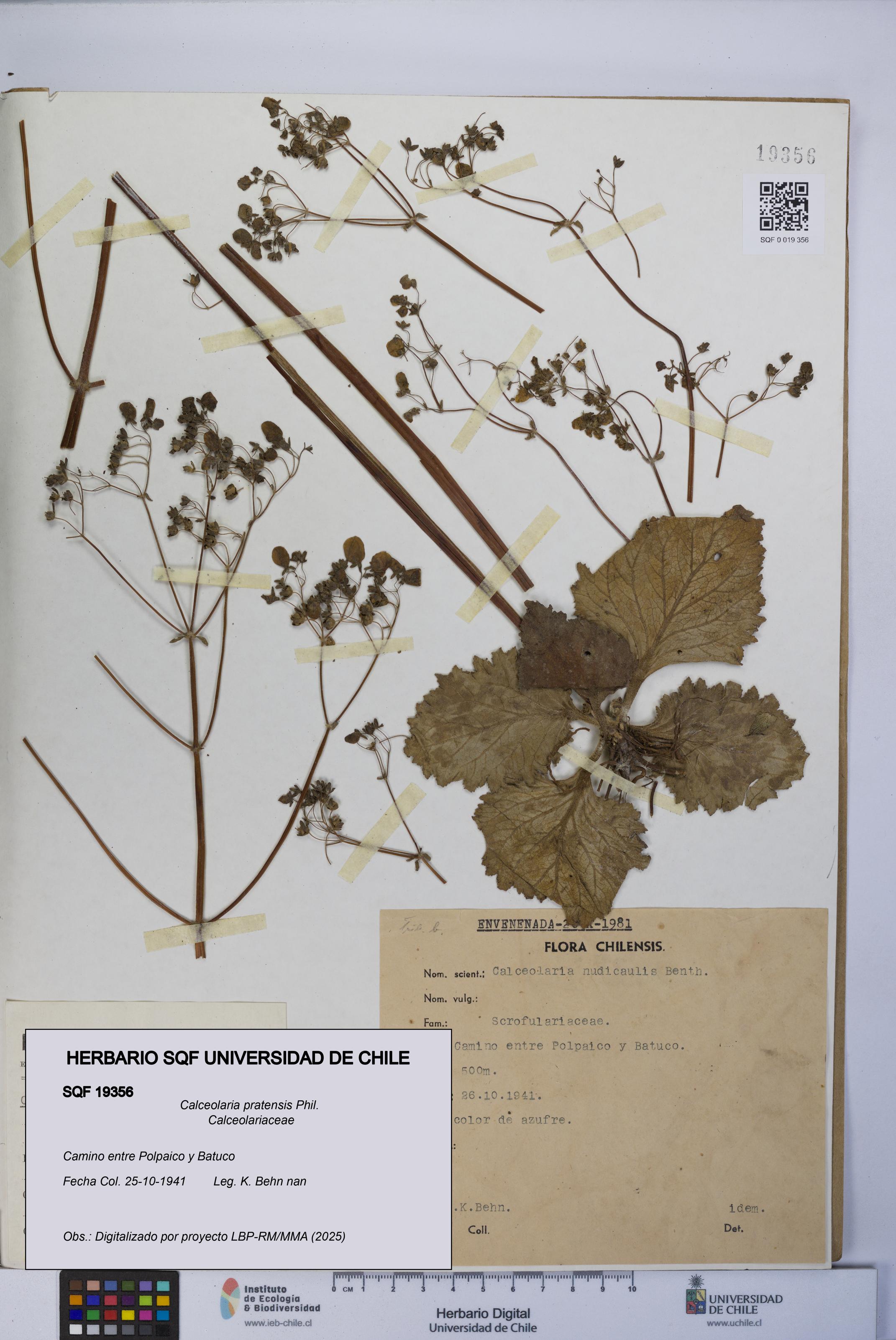 Calceolaria pratensis [Espécimen: UCH:SQF:0019356]