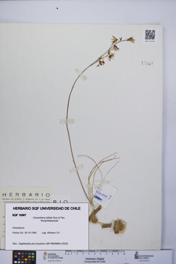 Conanthera bifolia [Espécimen: UCH:SQF:0019367]