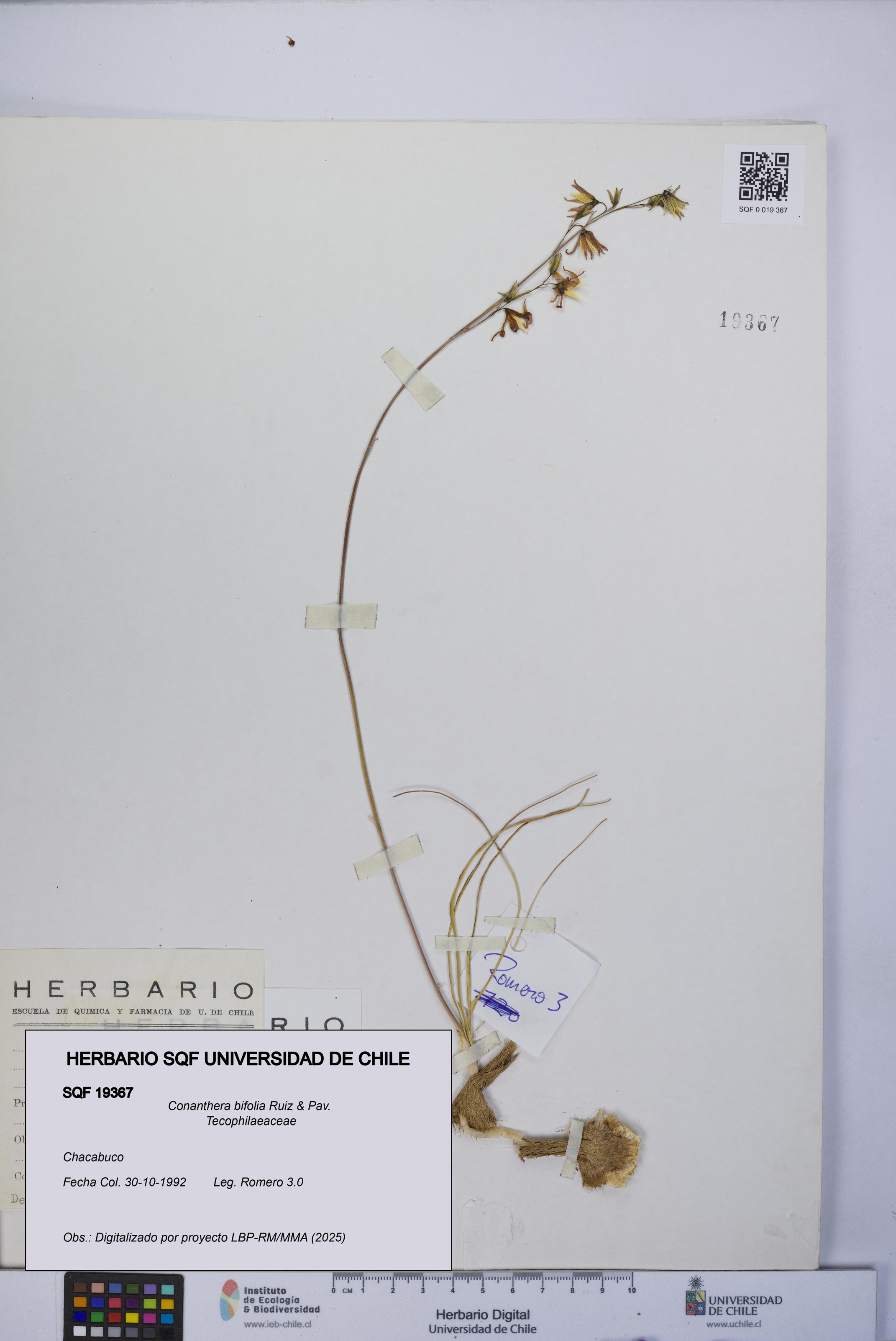 Conanthera bifolia [Espécimen: UCH:SQF:0019367]