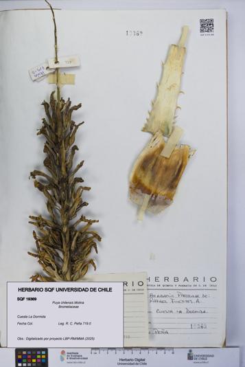 Puya chilensis [Espécimen: UCH:SQF:0019369]