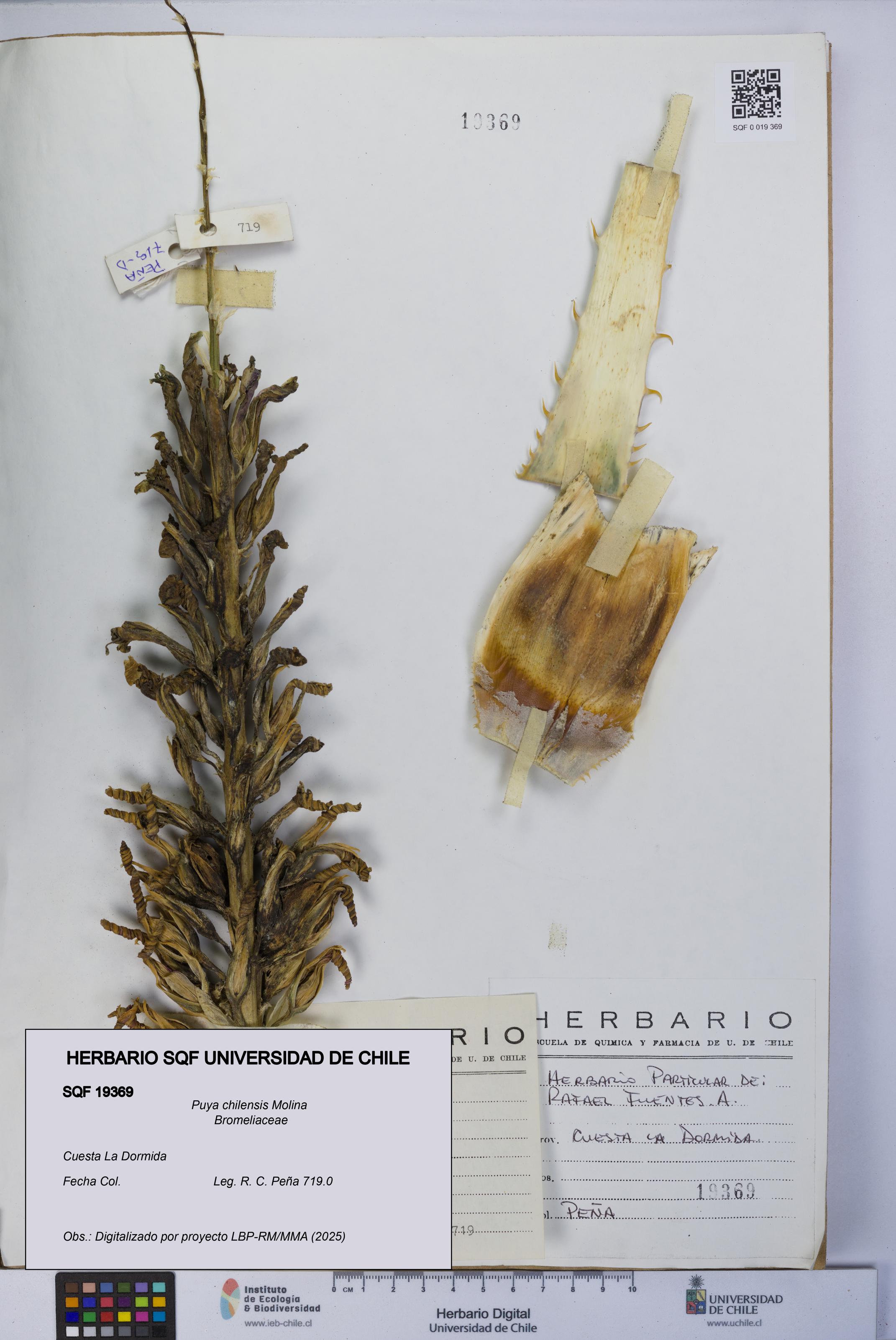 Puya chilensis [Espécimen: UCH:SQF:0019369]