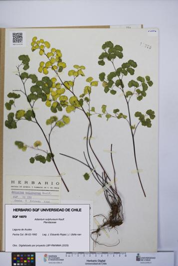 Adiantum sulphureum [Espécimen: UCH:SQF:0019370]