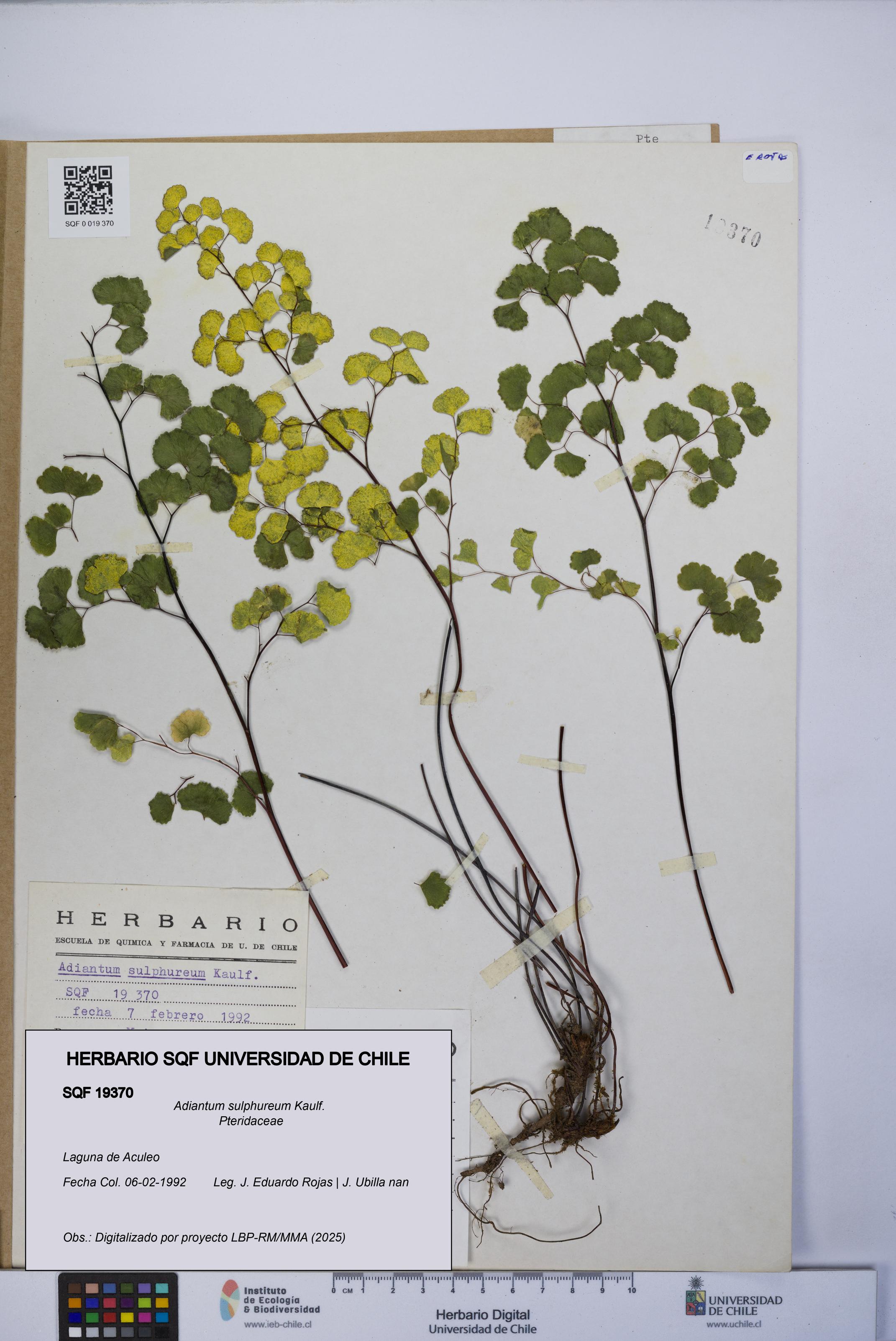 Adiantum sulphureum [Espécimen: UCH:SQF:0019370]