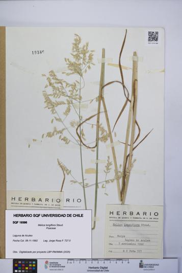 Melica longiflora [Espécimen: UCH:SQF:0019386]