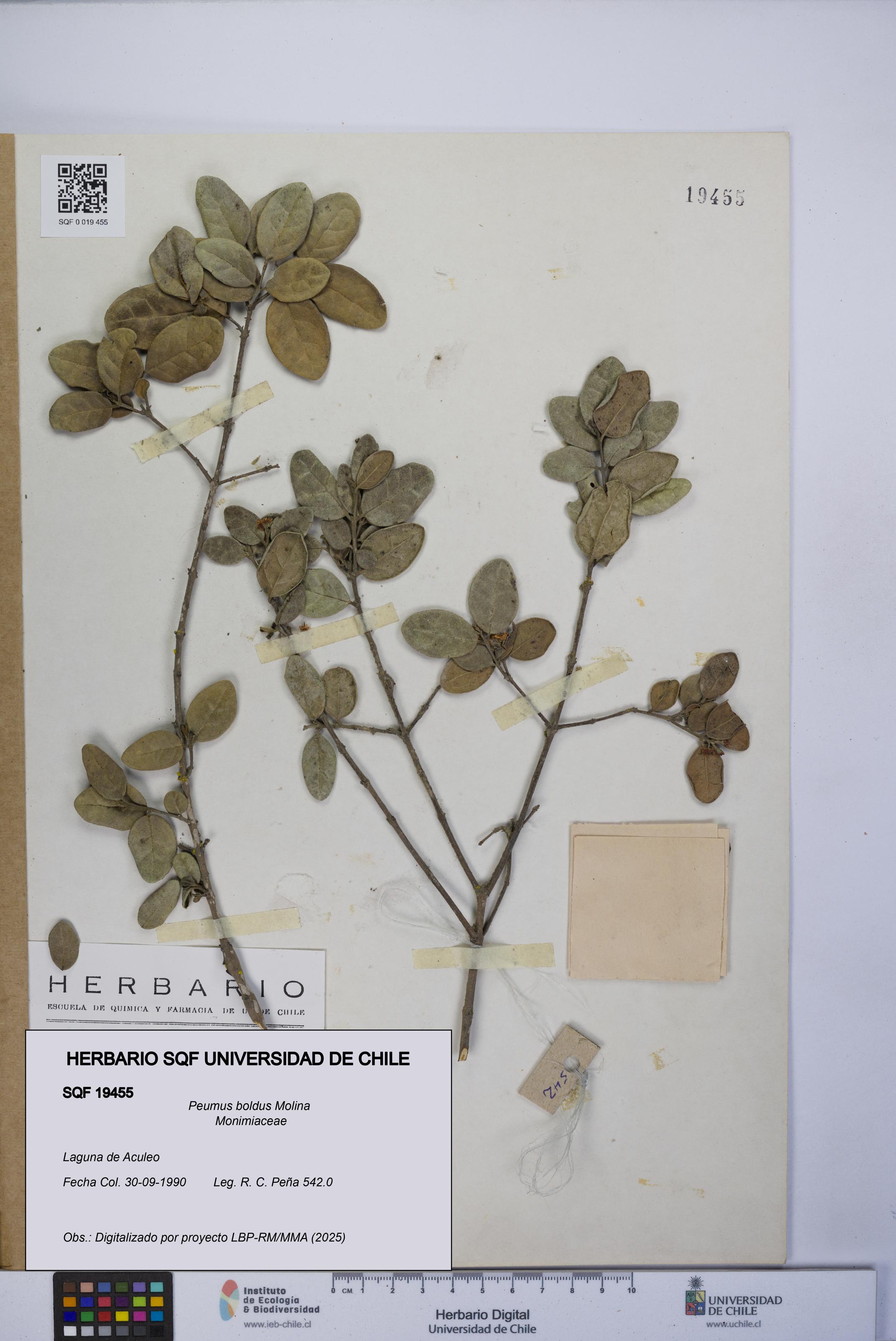Peumus boldus [Espécimen: UCH:SQF:0019455]