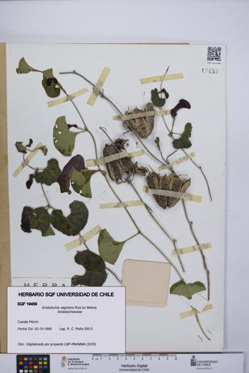 Aristolochia vaginans [Espécimen: ]