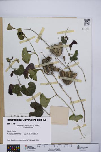 Aristolochia chilensis [Espécimen: UCH:SQF:0019459]