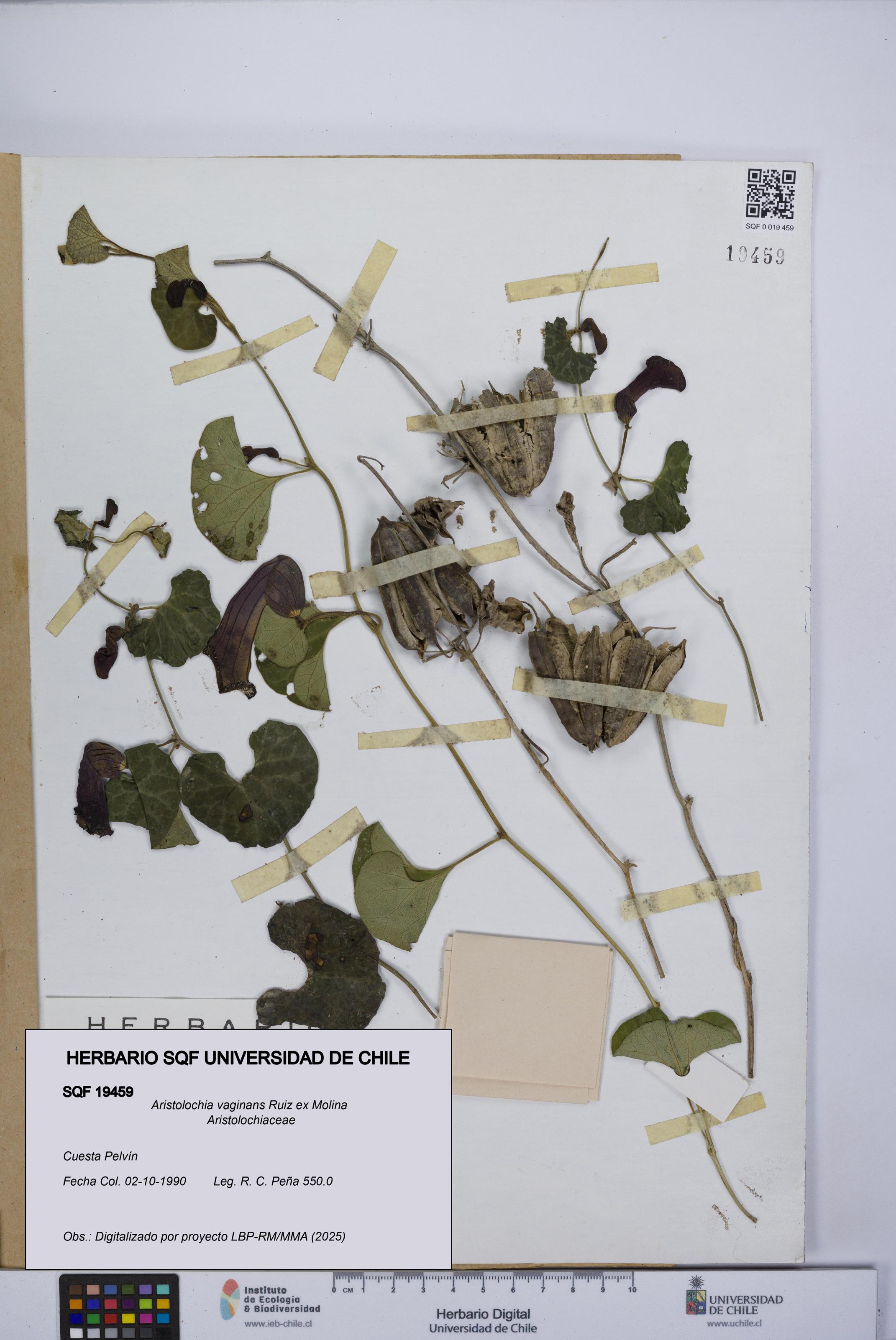Aristolochia vaginans [Espécimen: ]