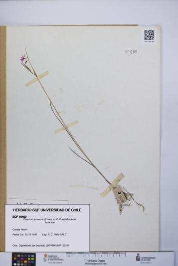 Olsynium junceum [Espécimen: UCH:SQF:0019460]