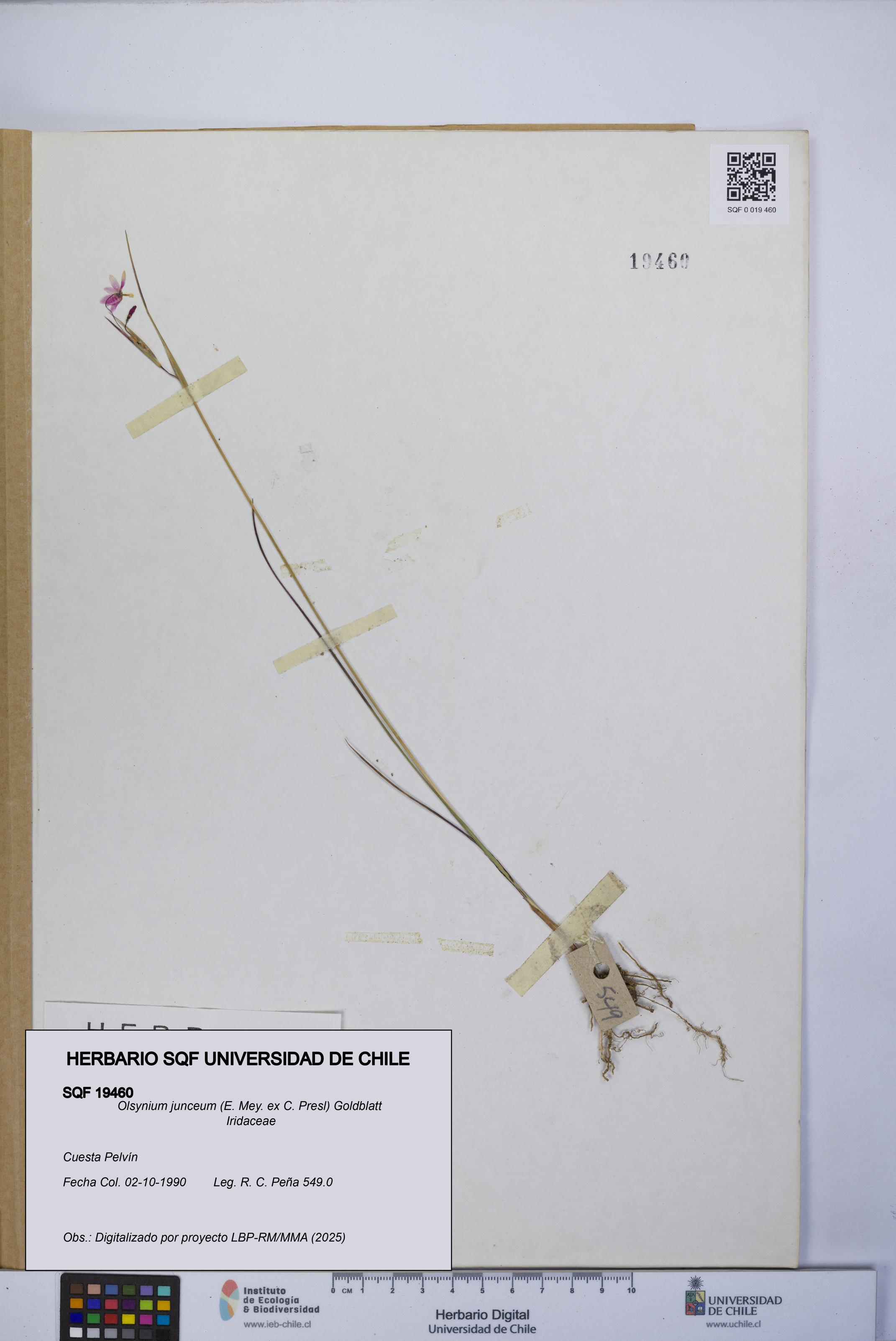 Olsynium junceum [Espécimen: UCH:SQF:0019460]