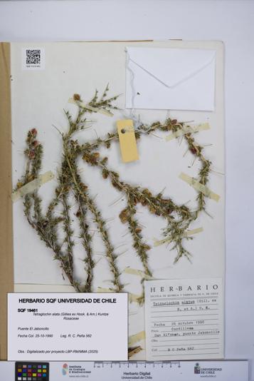 Tetraglochin alata [Espécimen: UCH:SQF:0019461]