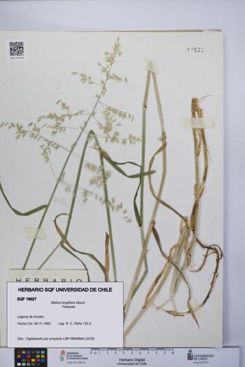 Melica longiflora [Espécimen: UCH:SQF:0019527]