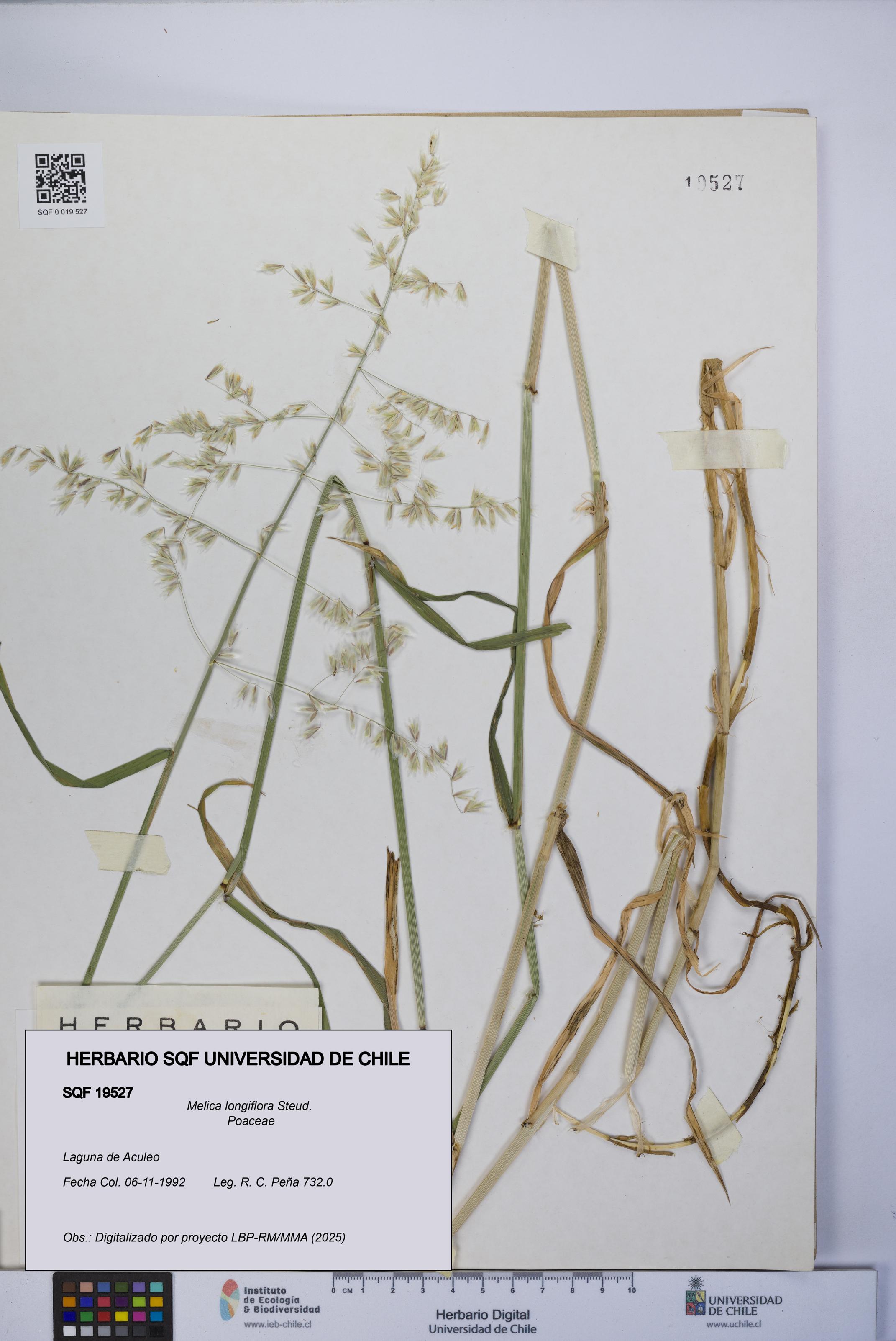 Melica longiflora [Espécimen: UCH:SQF:0019527]