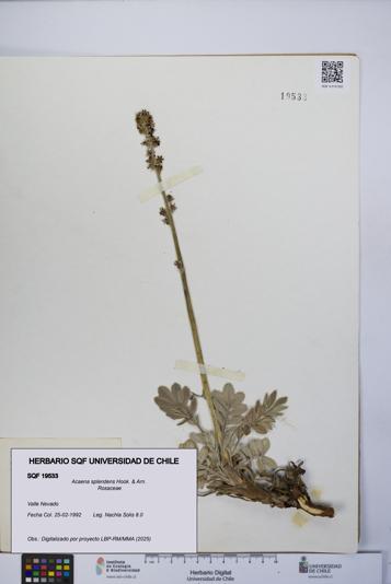 Acaena splendens [Espécimen: UCH:SQF:0019533]