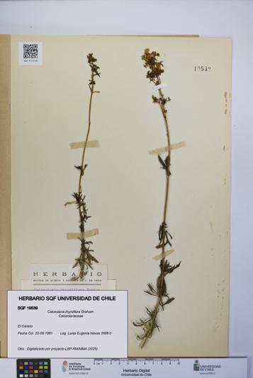 Calceolaria thyrsiflora [Espécimen: UCH:SQF:0019539]