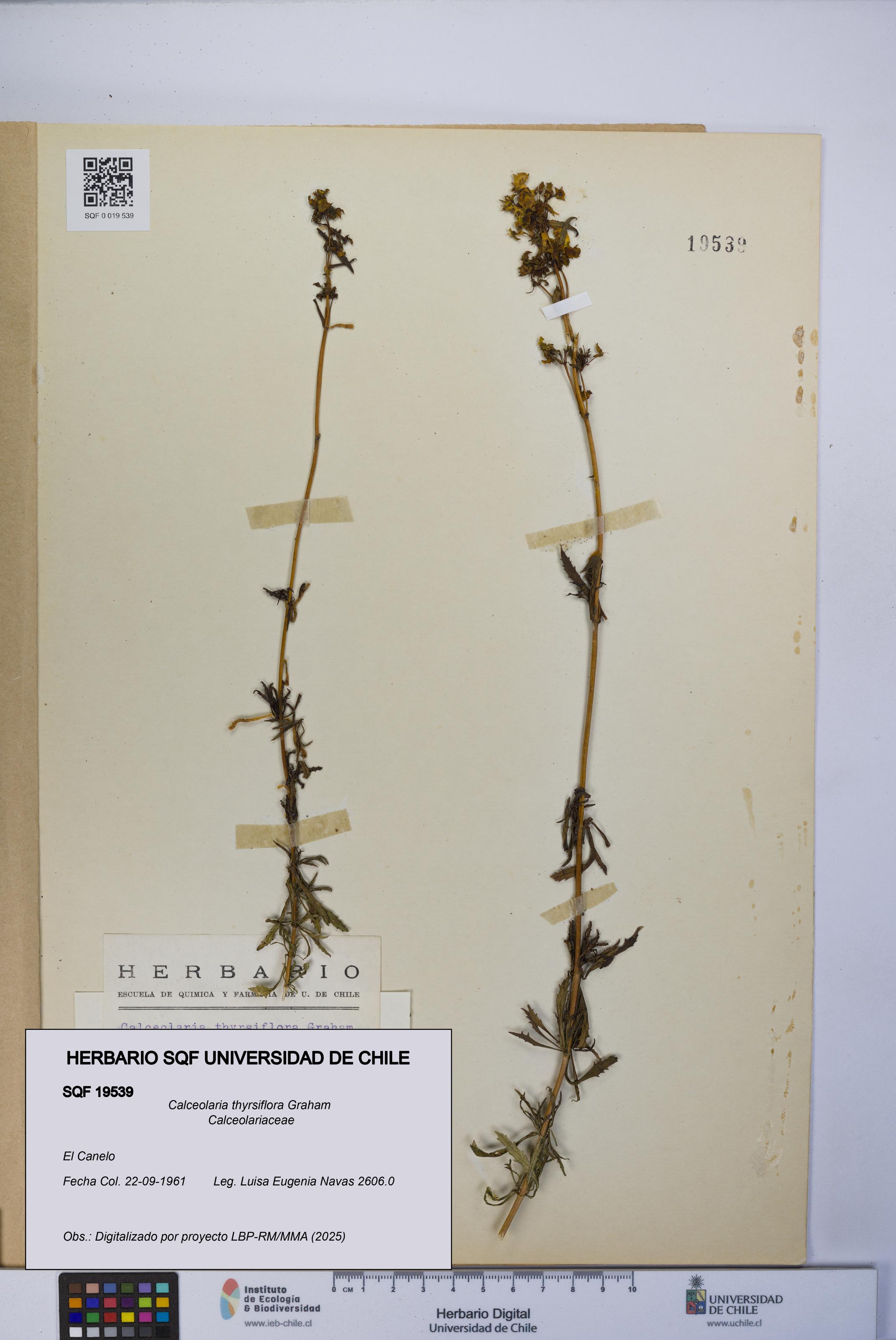 Calceolaria thyrsiflora [Espécimen: UCH:SQF:0019539]