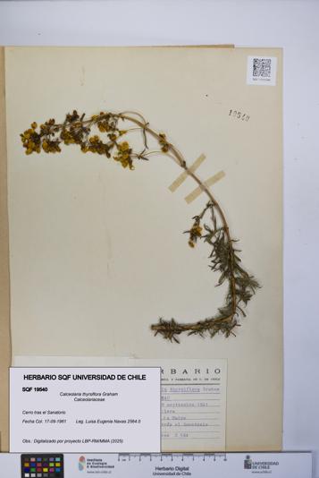 Calceolaria thyrsiflora [Espécimen: UCH:SQF:0019540]