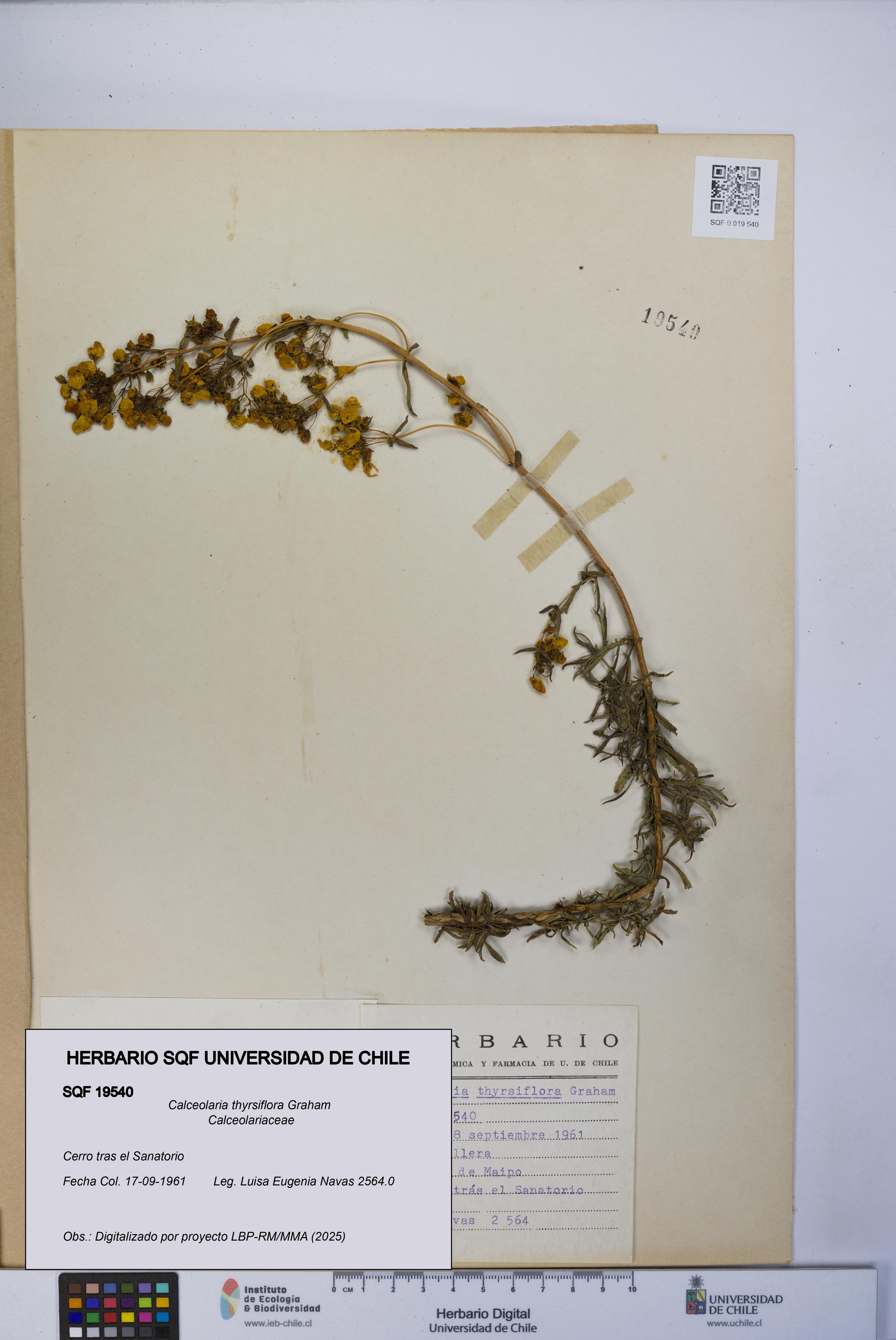 Calceolaria thyrsiflora [Espécimen: UCH:SQF:0019540]